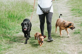 Happy Dogs Shoreham