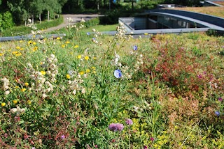 The Green Roof Company