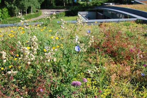 The Green Roof Company