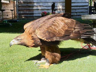 Loch Lomond Bird of Prey Centre