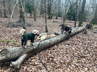 Happy Hounds Croxley