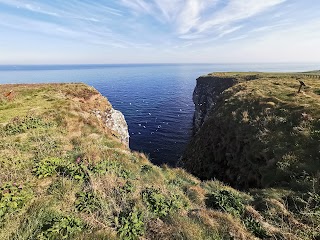 RSPB Scotland Fowlsheugh