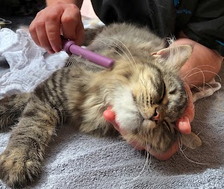 Catskingdom mobile cat grooming