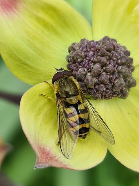 British Wildlife Britain