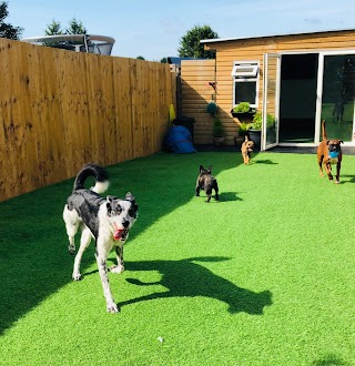 Buddys doggy day care