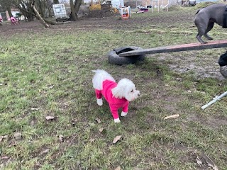 North London Dog Walker Pampered Pooches