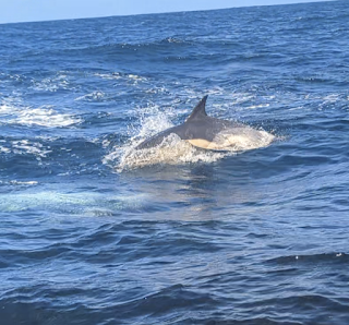 Padstow Sealife Safaris - Wildlife Watching Boat Trips Cornwall