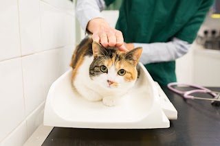 Bath Veterinary Group, Bath Cat Clinic