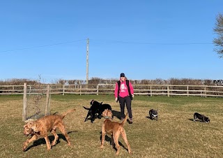 Lynne's Dog Walking and Pet Services