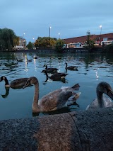 Swanswell Park & Pool