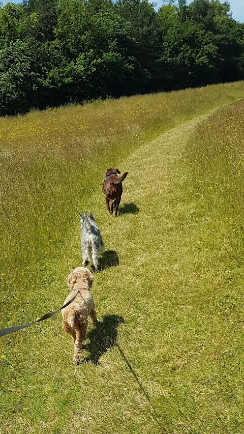 Happy Healthy Hounds - Dog Walkers & Pet Services