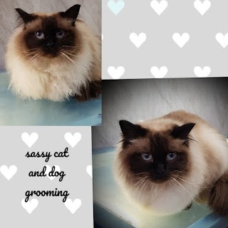 Sassy cat and dog grooming