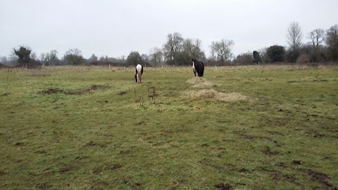 Waveney Wildlife