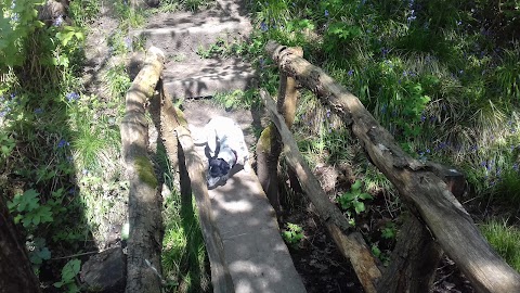 Coppice Boarding Kennels & Cattery