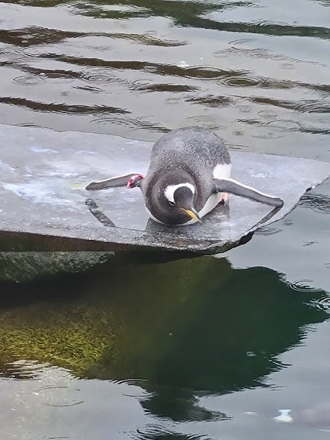 Edinburgh Zoo (Stop 1)