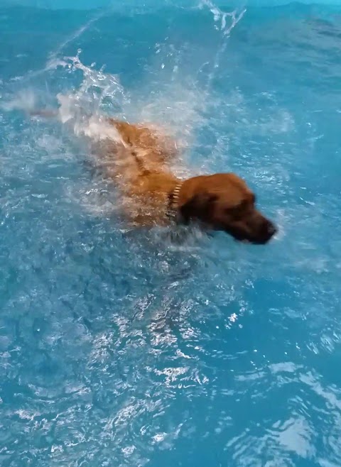 Swim 4 Paws