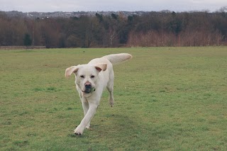 Dog and Bone Club