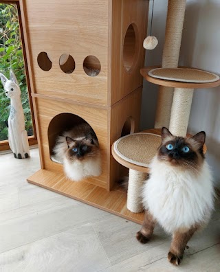 Hilltop Boutique Cattery