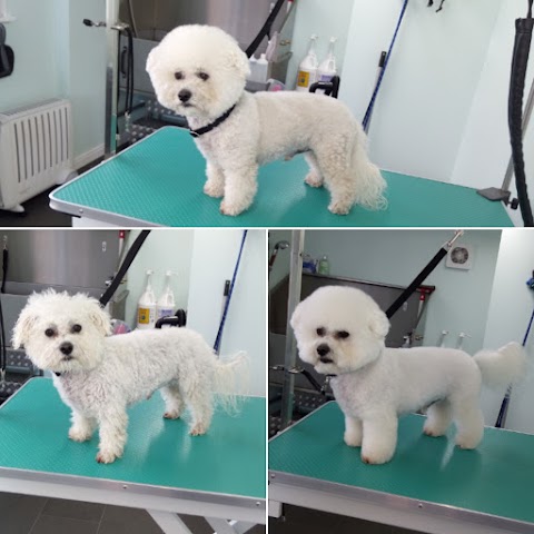 Comb&Collar Dog Grooming