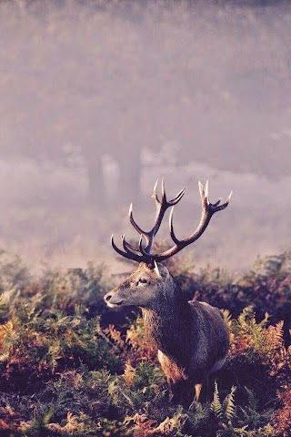 Stag & Boy Barbershop