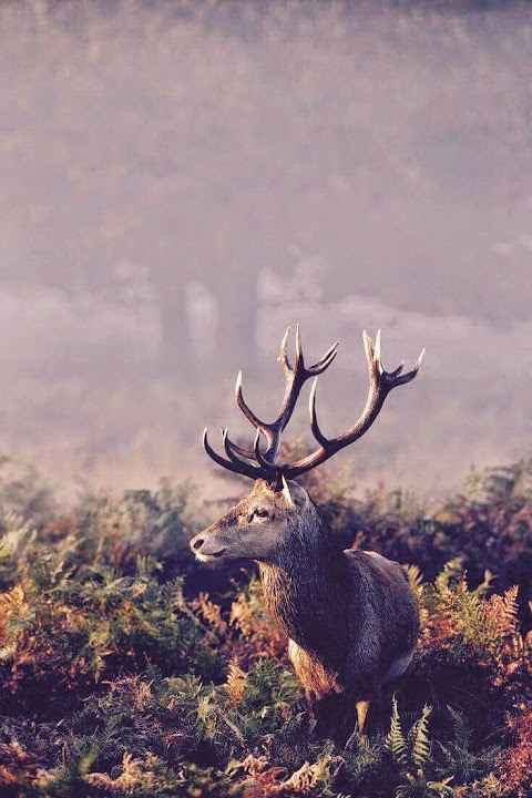 Stag & Boy Barbershop