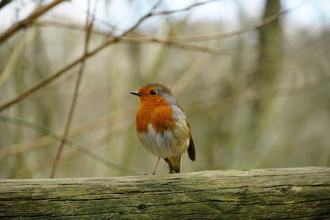 Brandon Marsh Nature Reserve