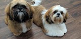 Dog Grooming - The Spa Wakefield Pamper & Groom