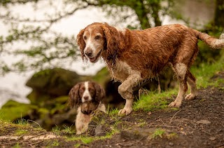 Bishopton dog walking services