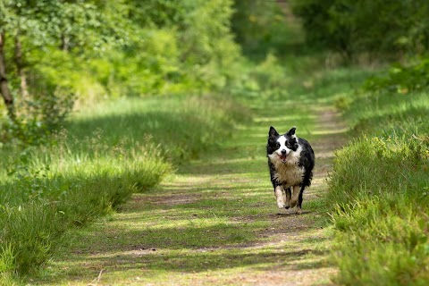 Dog Walking Wokingham