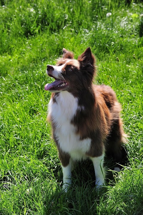 Severn Veterinary Centre, Alcester