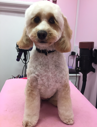 Woofleys Dog Grooming