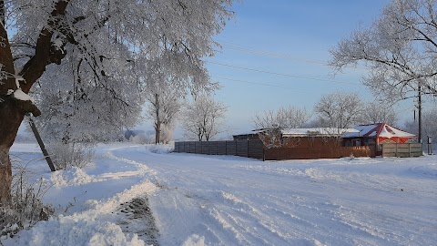 Біла акація