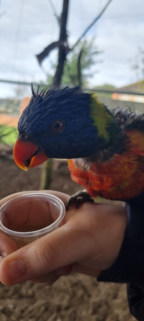 Lorikeet Landing - Twycross Zoo