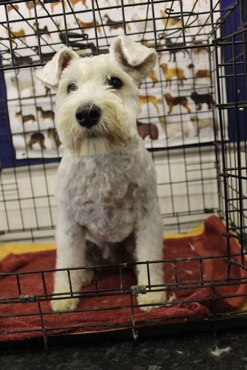 Hampshire Hounds Grooming