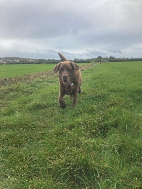 The Wirral Dog Walker