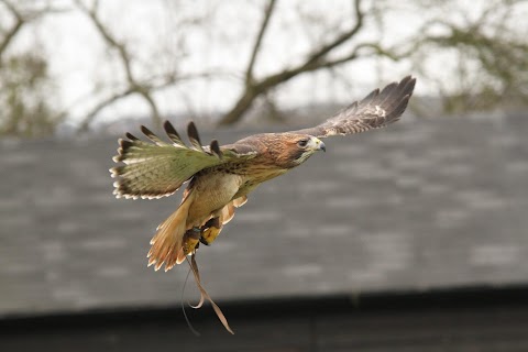 Coda Falconry Ltd