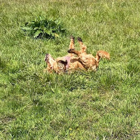 Westhoughton Dog Park