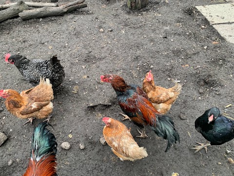 Balsall Heath City Farm