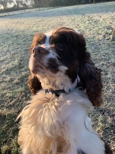 Perfect Paws (Melton Mowbray) Boarding Kennels & Cattery