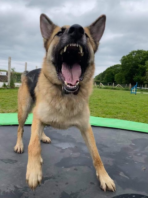 Happy Tails dog park Ledsham