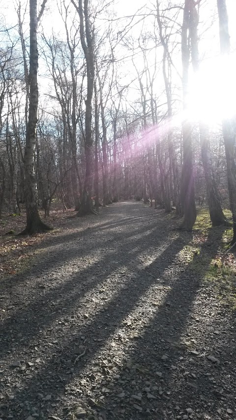 Murieston Dog Walking