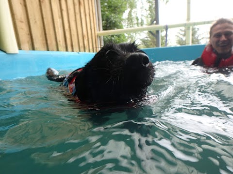 Swim 4 Paws