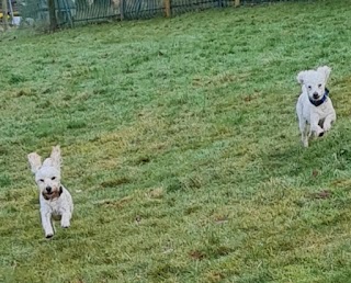 Rivelin Valley Dog Park