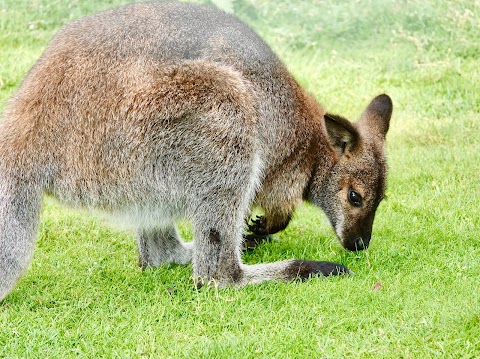 Yorkshire Wildlife Park