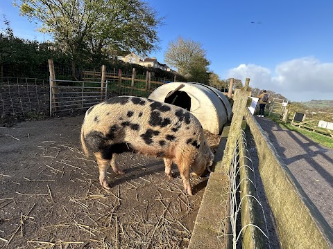 Bath City Farm