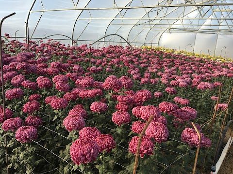 Golden Flowers Chrysanthemum