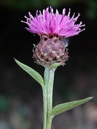 The Wildflower Patch