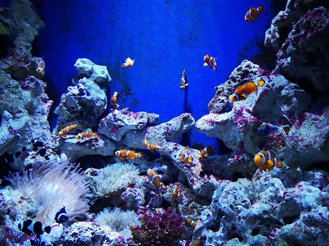 Bristol Aquarium