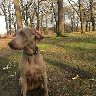 Parsons Green Pups