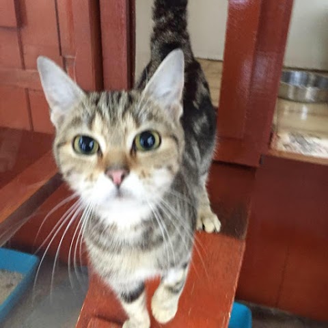 Bowlers Boarding Cattery